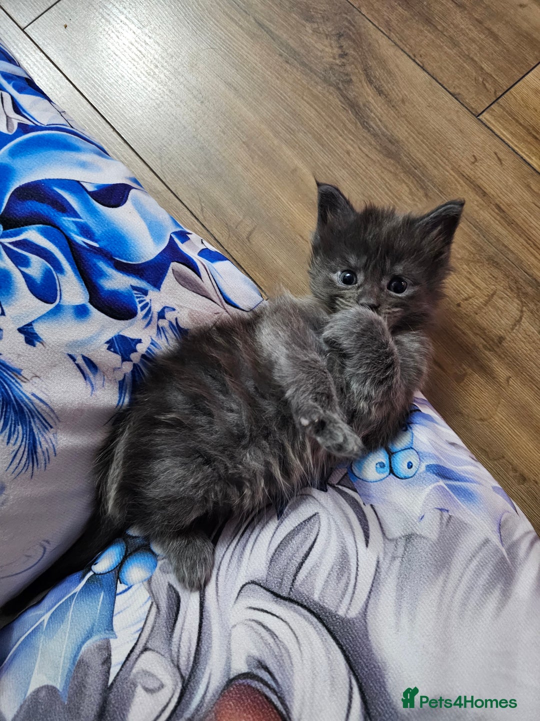 Maine Coon cats for sale: Blue Maine Coon kittens  - Advert 11