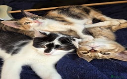 American Shorthair cats for sale: Beautiful 10 Weeks Old Kittens - Image 6