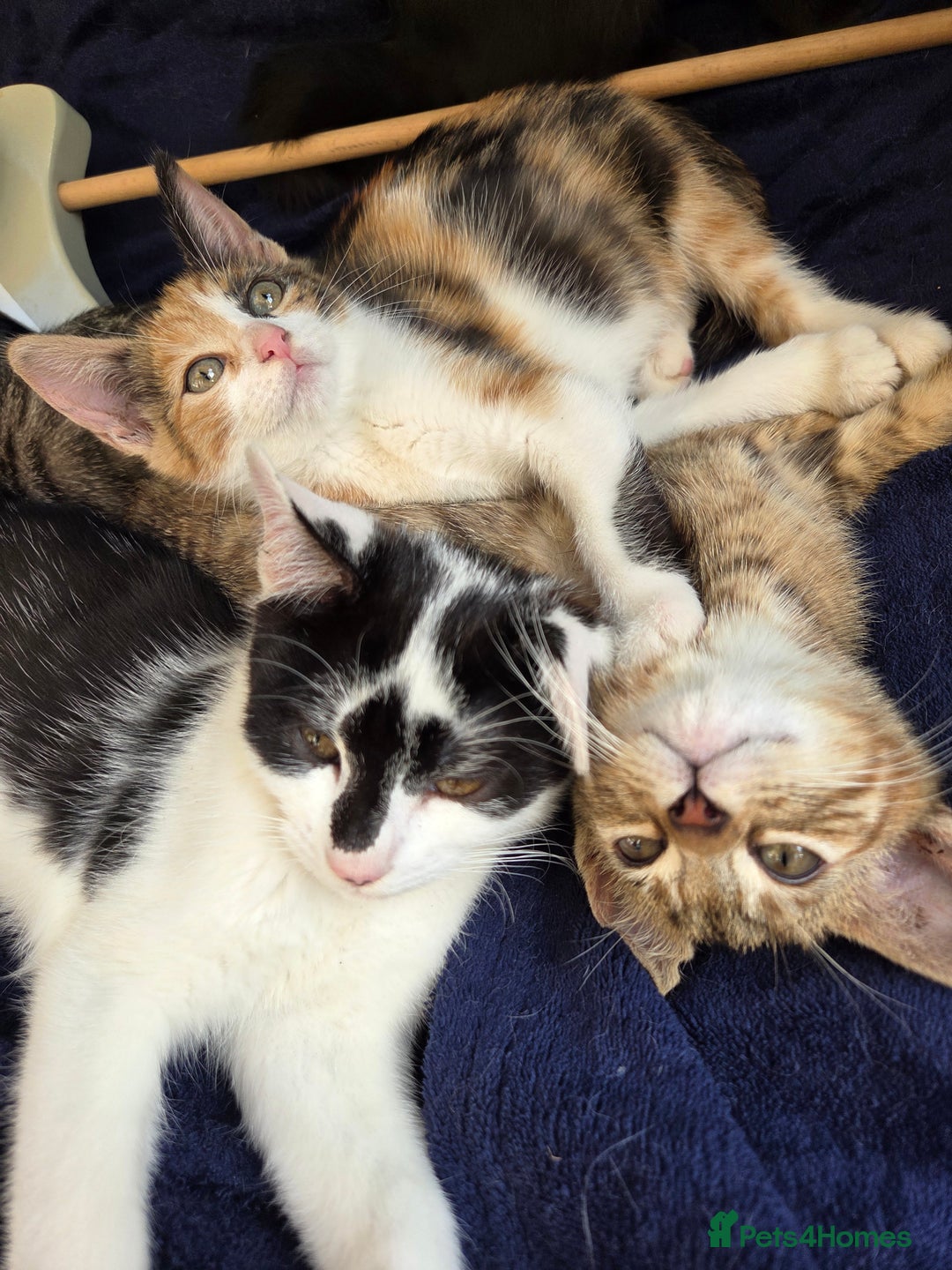 American Shorthair cats for sale: Beautiful 10 Weeks Old Kittens - Image 6