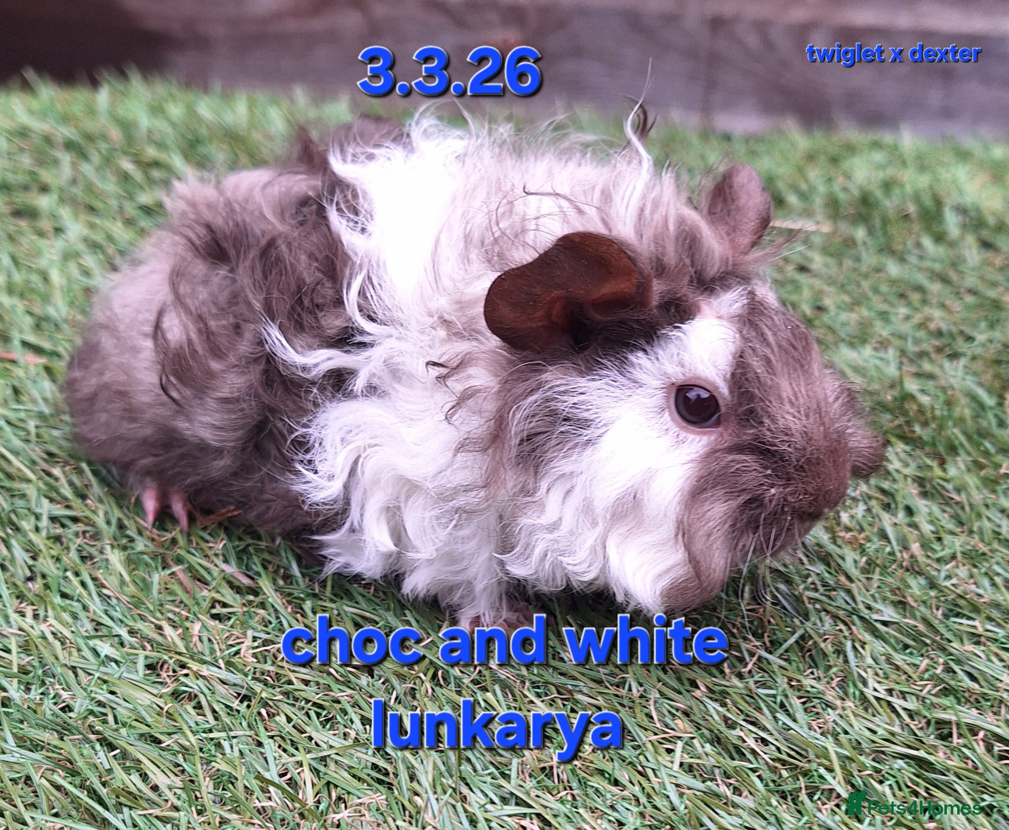 Guinea Pig rodents Fluffy baby boy male guinea pigs - Advert 19