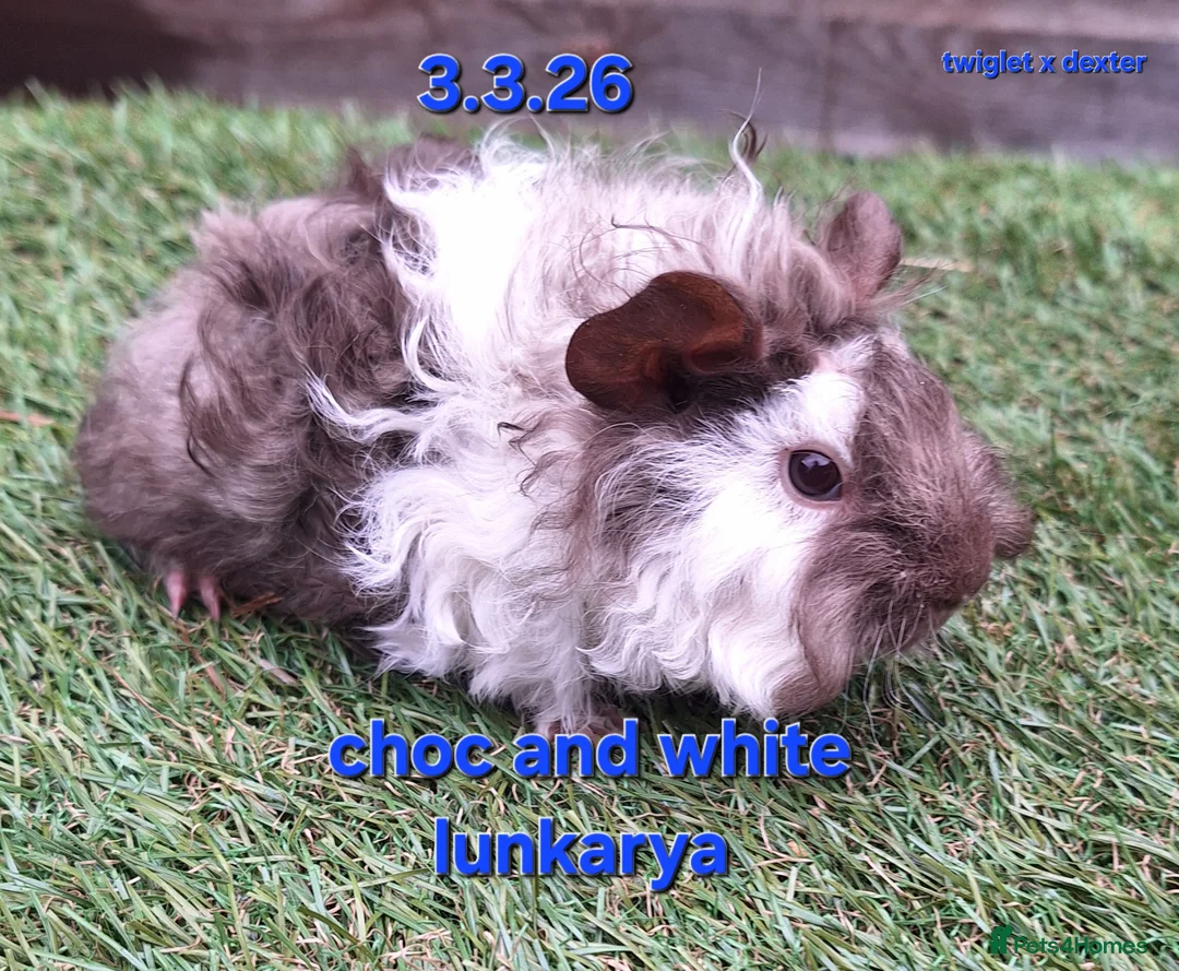 Guinea Pig rodents for sale: Fluffy baby boy male guinea pigs - Advert 1