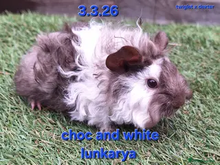 Guinea Pig rodents Fluffy baby boy male guinea pigs - Advert 19