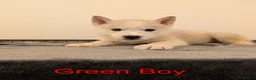Siberian Husky dogs for sale: Beautifull Siberian Husky puppies - Advert 11