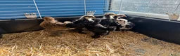 Chickens poultry for sale: Pekin bantams young chicks  - Advert 3