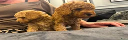 Cockapoo dogs for sale: STUNNING RED COCKAPOO PUPPIES - Advert 15