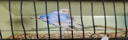 Budgerigars birds for sale: Love birds, java sparrows & paroletts  - Advert 20