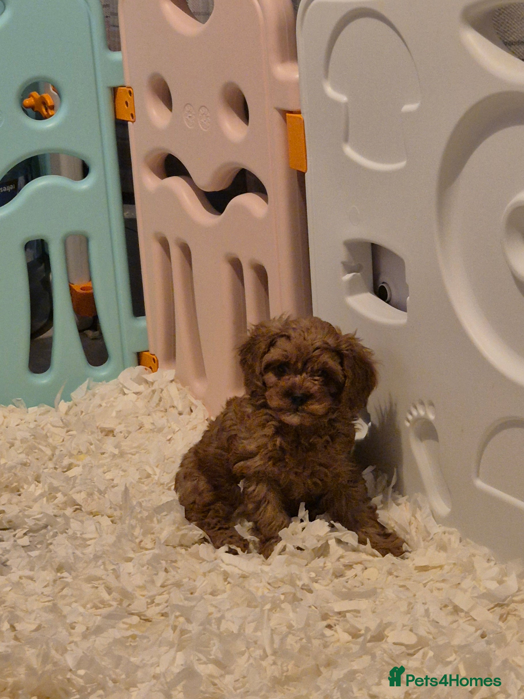 Cavapoo dogs READY NOW TOY CAVAPOO HEALTH TESTED 1 TINY BOY - Advert 14
