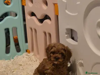 Cavapoo dogs READY NOW TOY CAVAPOO HEALTH TESTED 1 TINY BOY - Advert 14