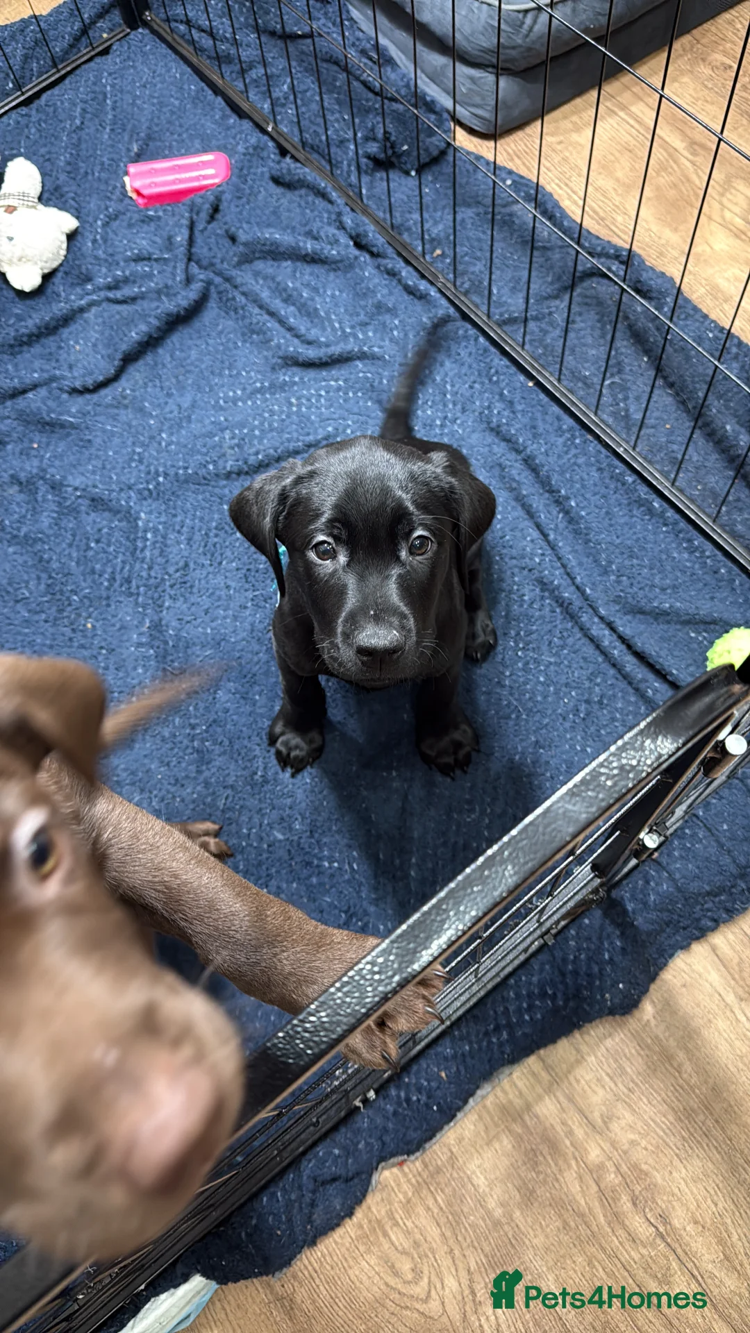 Labrador Retriever dogs for sale: One black Labrador male lift in Milford Haven - Advert 3