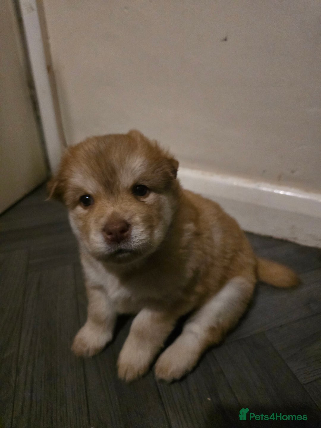 Mixed Breed dogs for sale: Chowsky Puppies - Advert 6