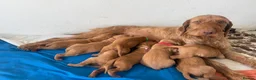 Hungarian Vizsla dogs for sale: Pre-trained KC reg Hungarian Wirehaired Vizsla - Advert 2
