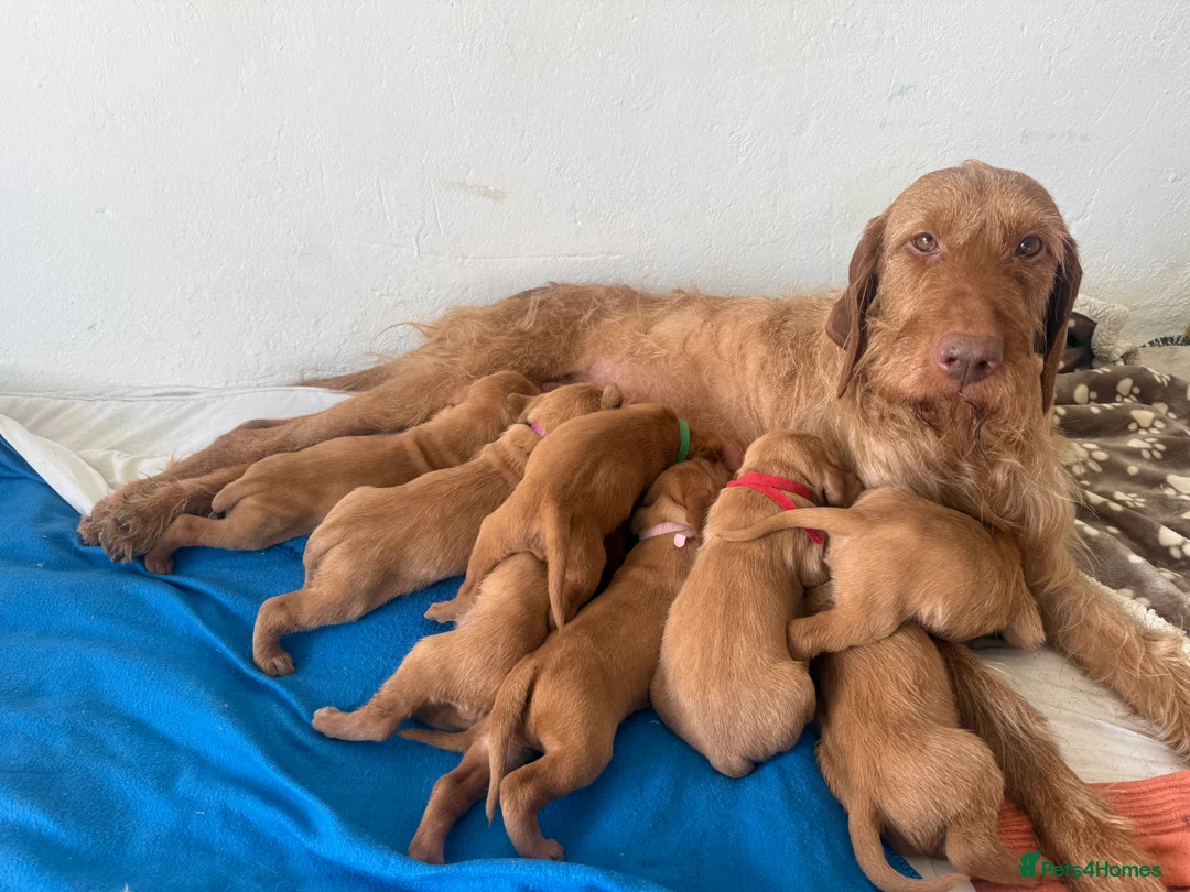 Hungarian Vizsla dogs for sale: Pre-trained KC reg Hungarian Wirehaired Vizsla - Advert 2