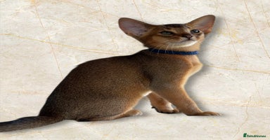 Abyssinian cats GCCF registered beautiful Abyssinian kittens  - Advert 14