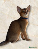 Abyssinian cats GCCF registered beautiful Abyssinian kittens - Advert 2