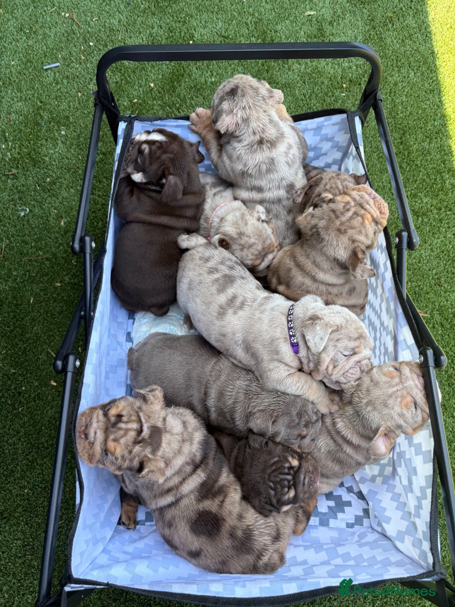 English Bulldog dogs for sale: English Bulldog Puppies - Advert 1