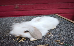 Lionhead rabbits for sale: Fluffy mini lion lop  in Bootle - Image 1