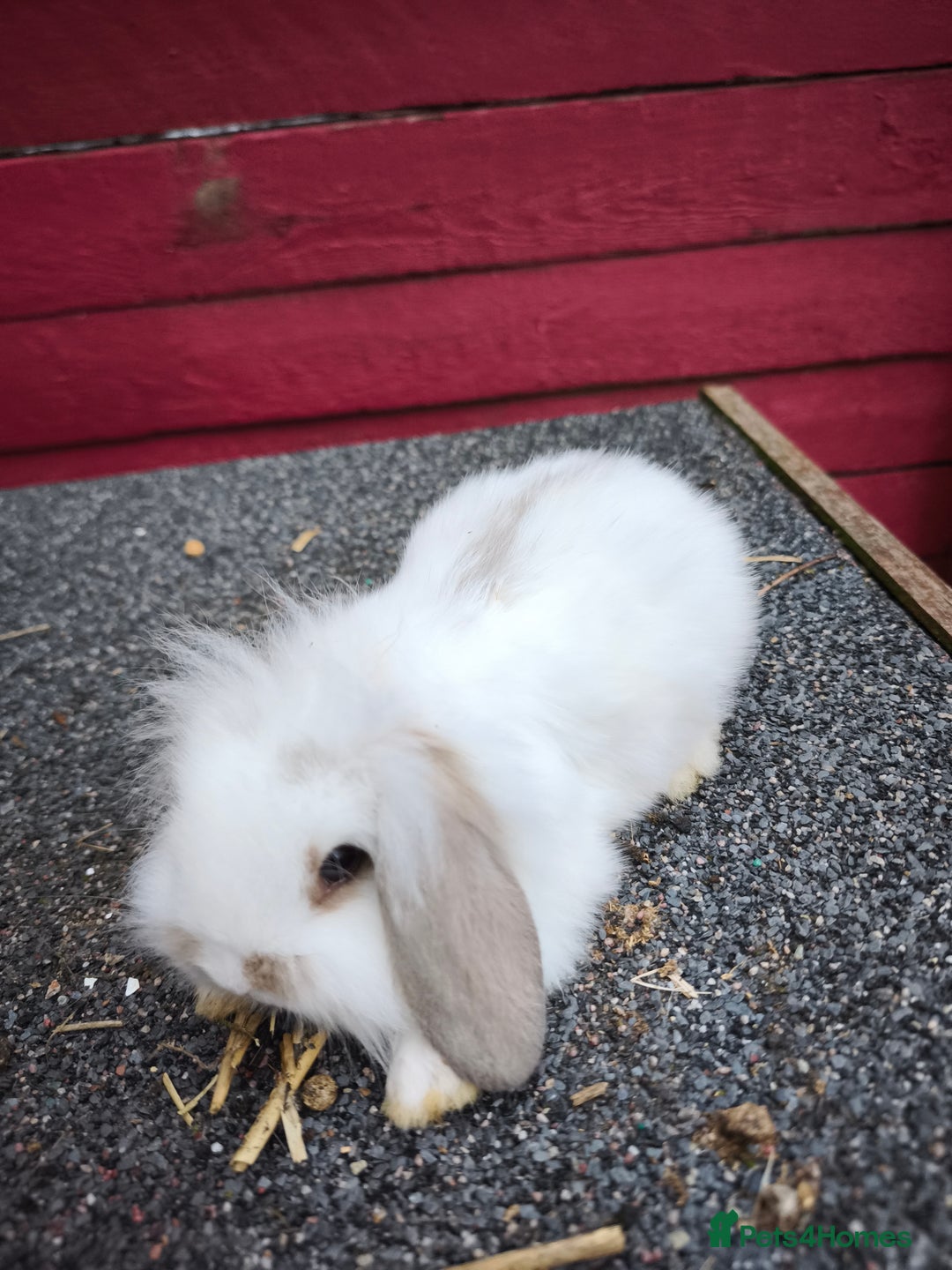 Lionhead rabbits for sale: Fluffy mini lion lop  in Bootle - Image 1