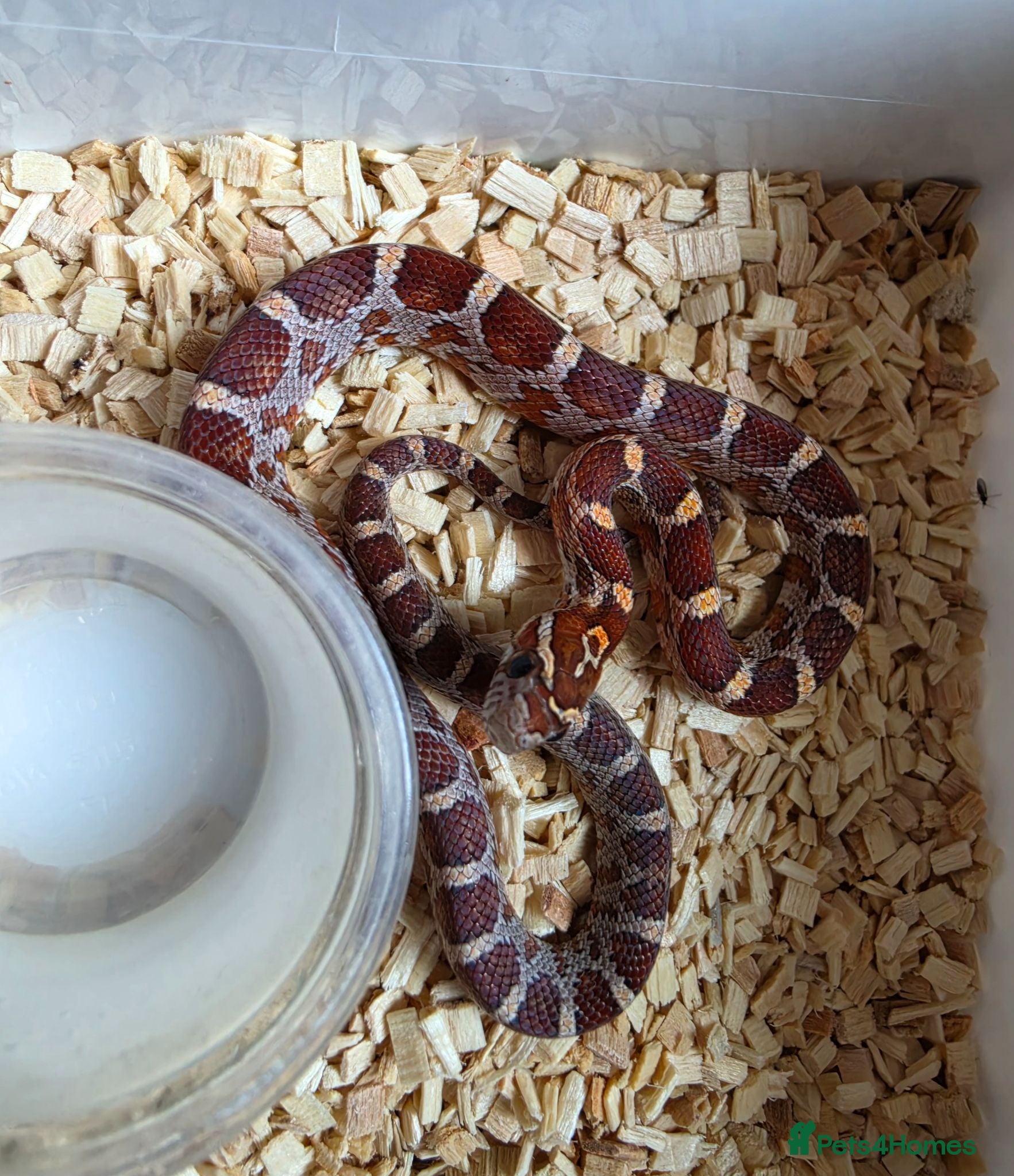 Corn Snake reptiles Baby corn snakes palmetto bloodred piedside  - Advert 1
