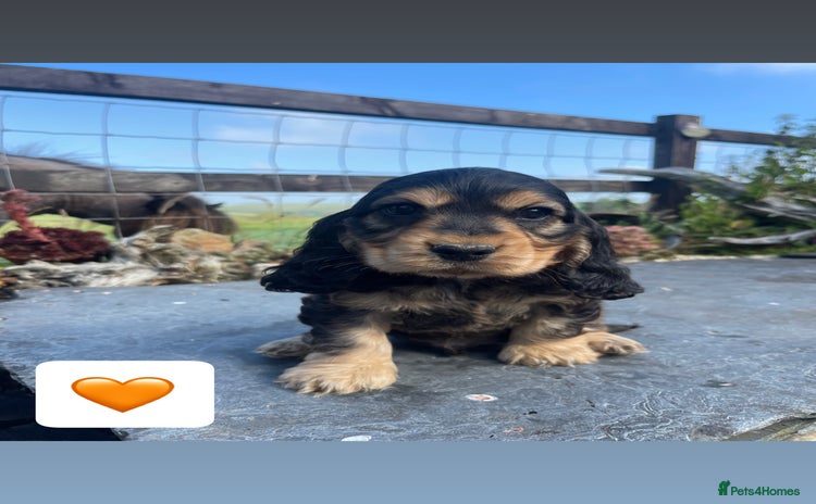 Cocker Spaniel dogs - Advert 10