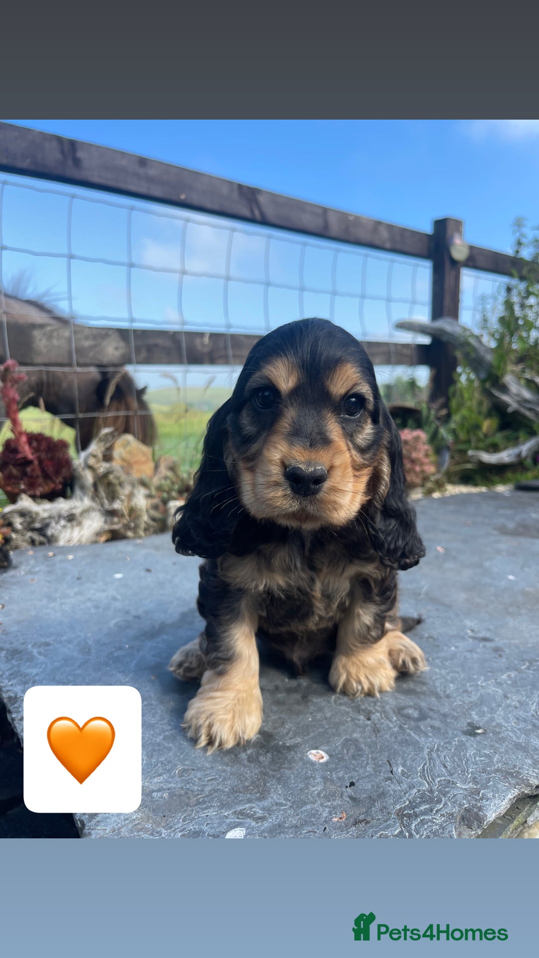 Cocker Spaniel dogs for sale: KC reg & H/Tested Show Cocker Spaniels - Image 8