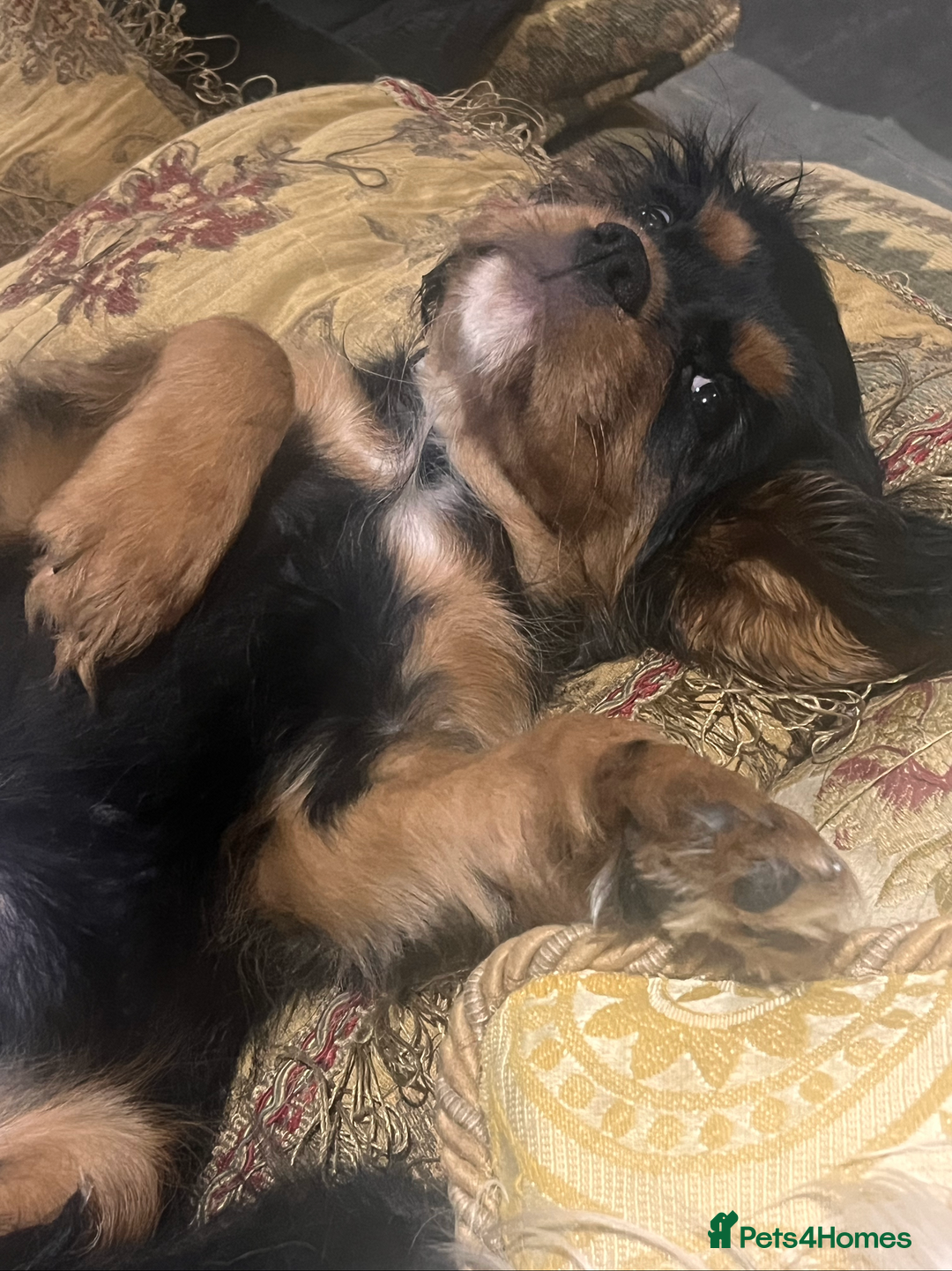 Cavalier King Charles Spaniel dogs for sale: Confident female cavalier - Advert 16