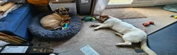 Mixed Breed dogs for adoption: Sweet Savannah - Advert 4