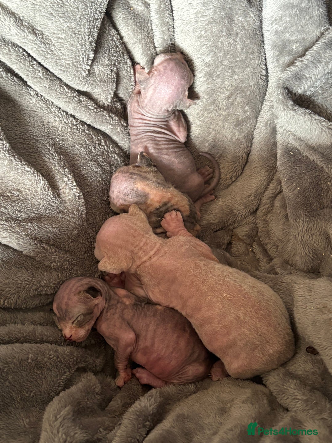 Sphynx cats for sale: Boy and girl syphnx  - Image 19
