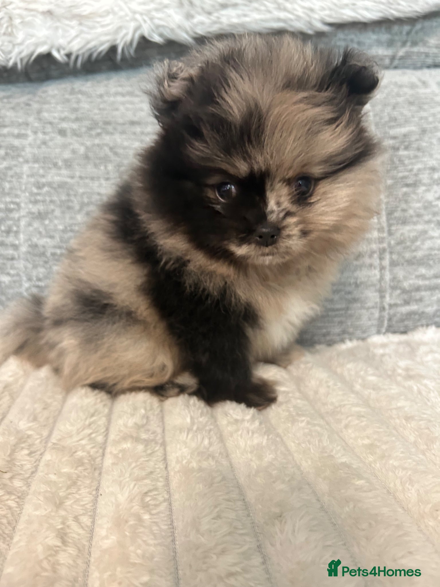 Pomeranian dogs Rare split face Merle teddy Pom puppy - READY NOW - Advert 4