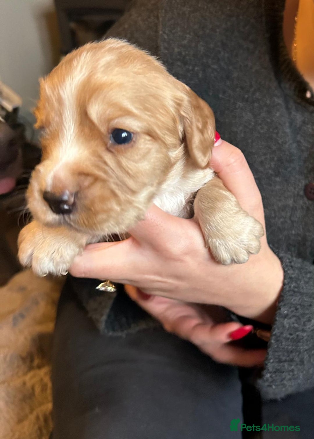 Cocker Spaniel dogs for sale: Beautiful KC reg working cocker spaniel puppies - Advert 6