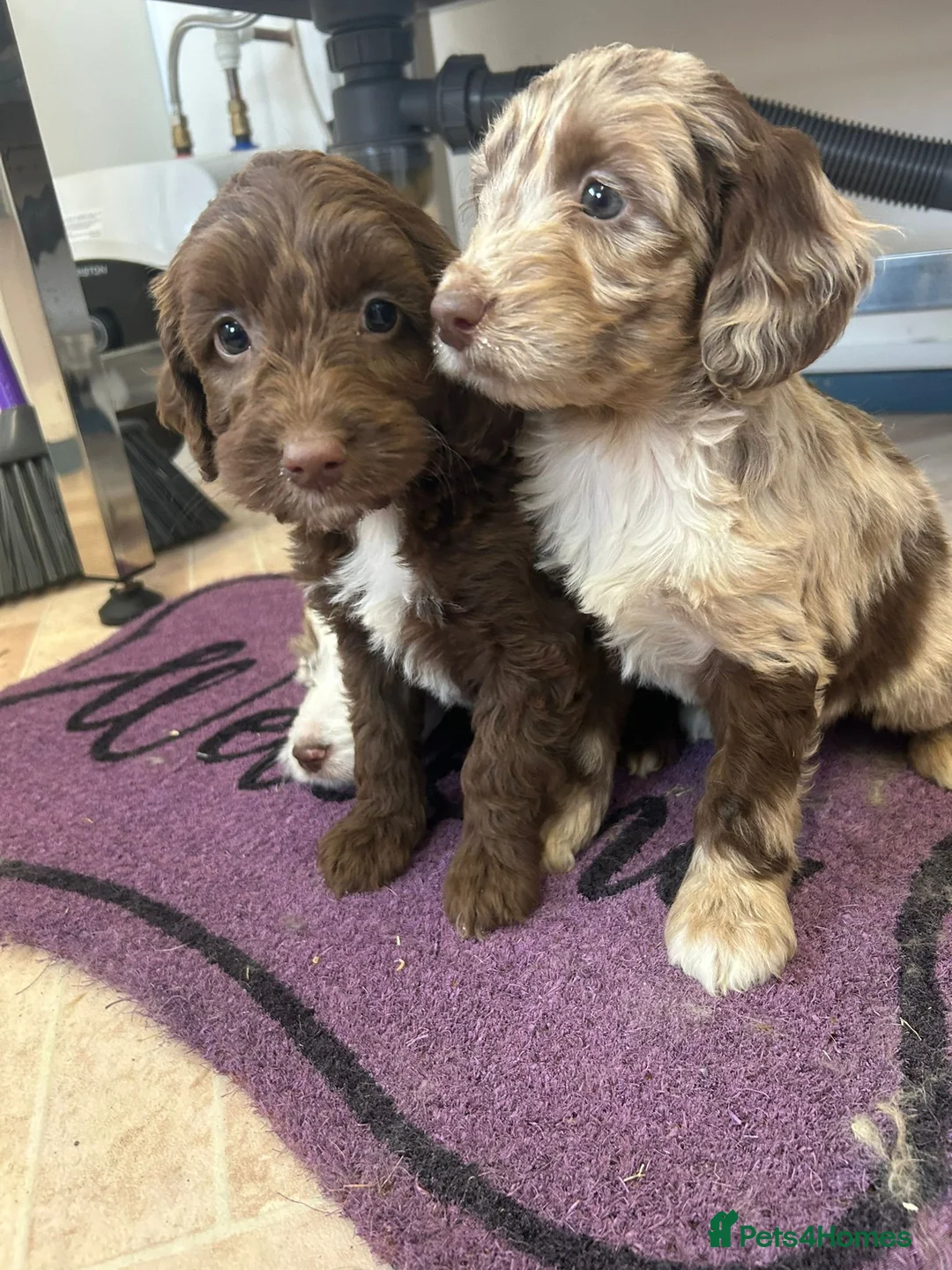 Cockapoo dogs for sale: Cockapoo puppies  - Advert 10