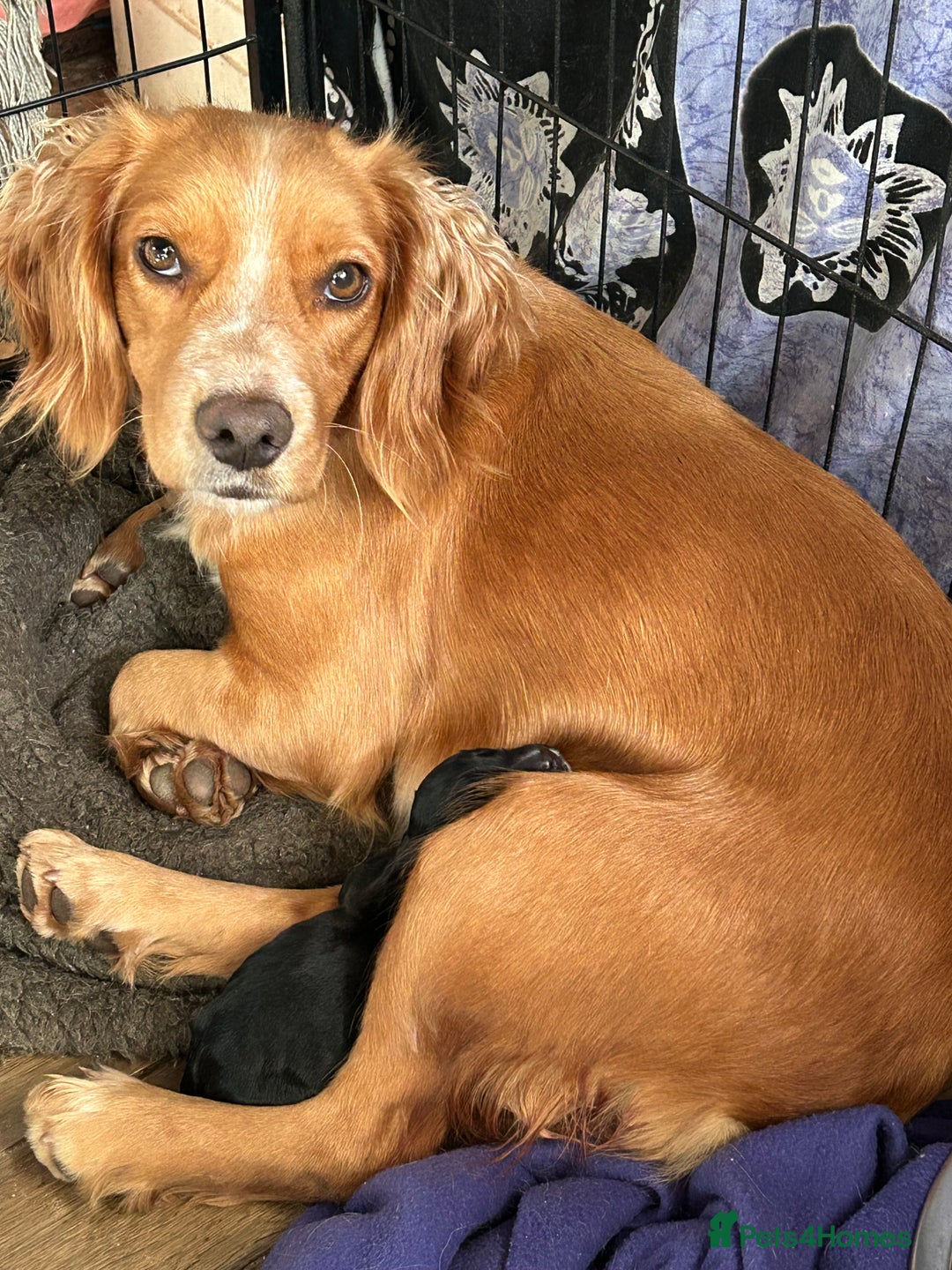 Cocker Spaniel dogs for sale: ONE GORGEOUS WORKING COCKER SPANIEL PUP - Advert 7