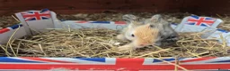 Lionhead rabbits for sale: Double Mane Lionhead Bunnies  - Advert 10