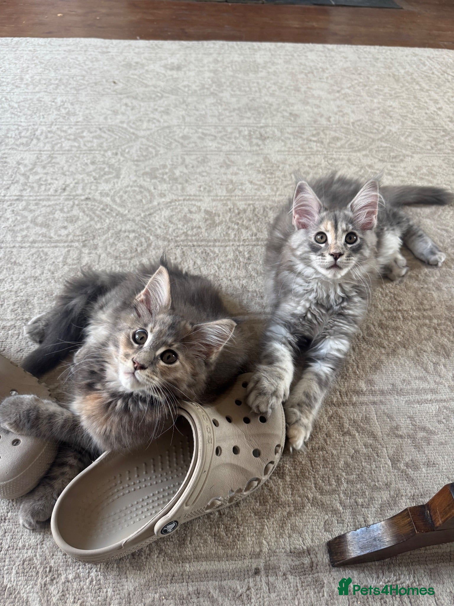 Maine Coon cats     ✨TICA Maine Coon Kittens | Licensed Breeder✨ - Advert 1