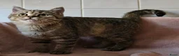 British Shorthair cats for sale: British Shorthair & Longhair Kittens - Advert 3