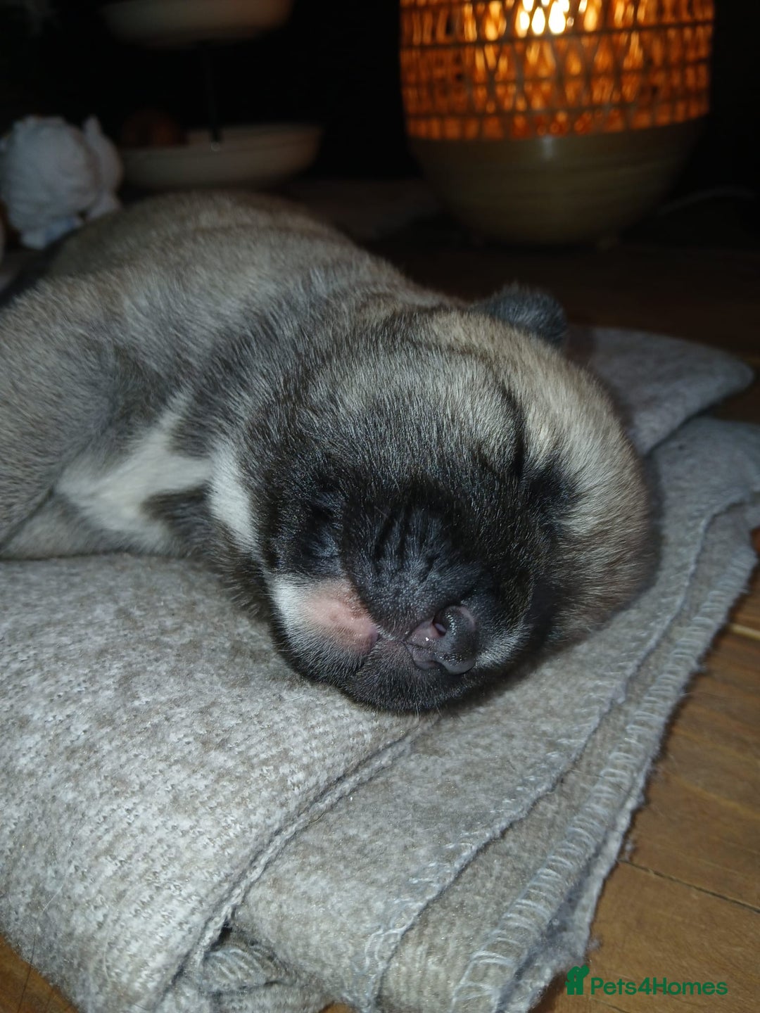 Akita dogs for sale: American Akita puppies on the way 21st of November - Advert 5