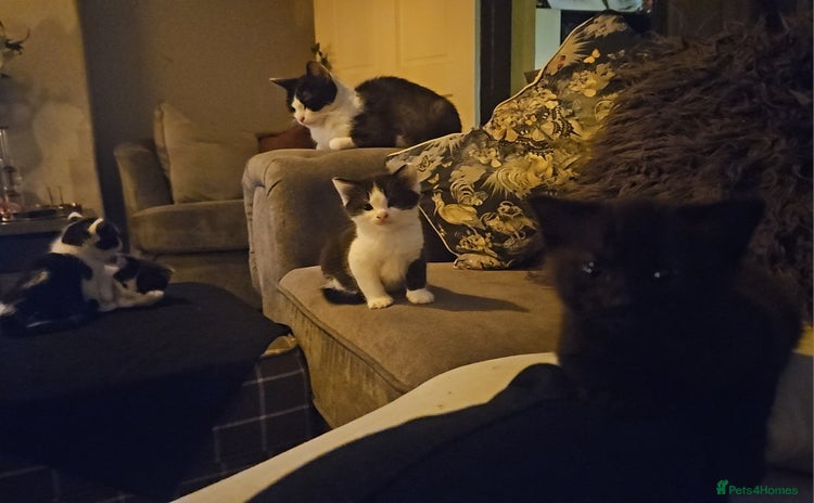 Mixed Breed cats - Advert 13