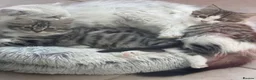 Persian cats for sale: PERSIAN CHINCHILLAS KITTENS X - Advert 8