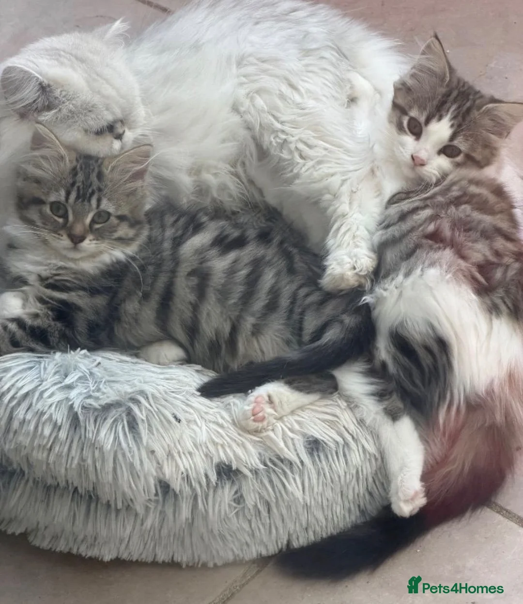 Persian cats for sale: PERSIAN CHINCHILLAS KITTENS X - Advert 8