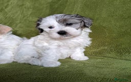 Lhasapoo dogs for sale: Lhasa Apso x Toy Poodle pups. Ready 11.09.25 - Image 15