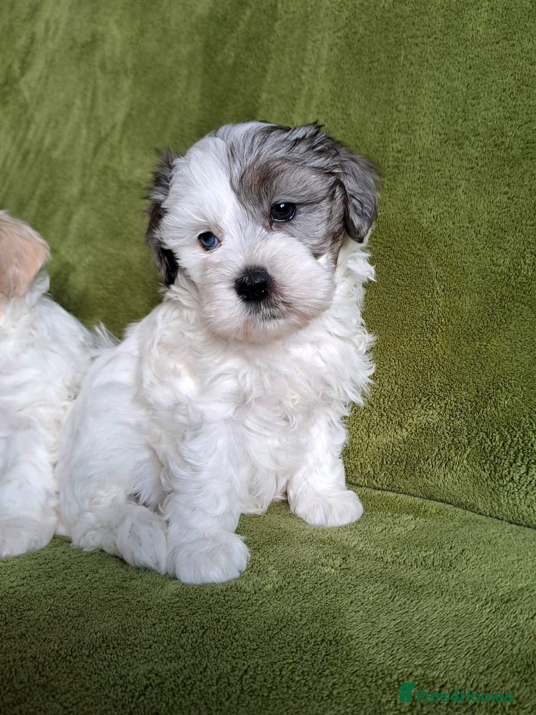 Lhasapoo dogs for sale: Lhasa Apso x Toy Poodle pups. Ready 11.09.25 - Image 15