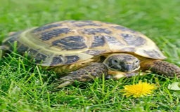 Tortoise reptiles for sale: GORGEOUS PROVEN MALE HORSEFIELD  - Image 2