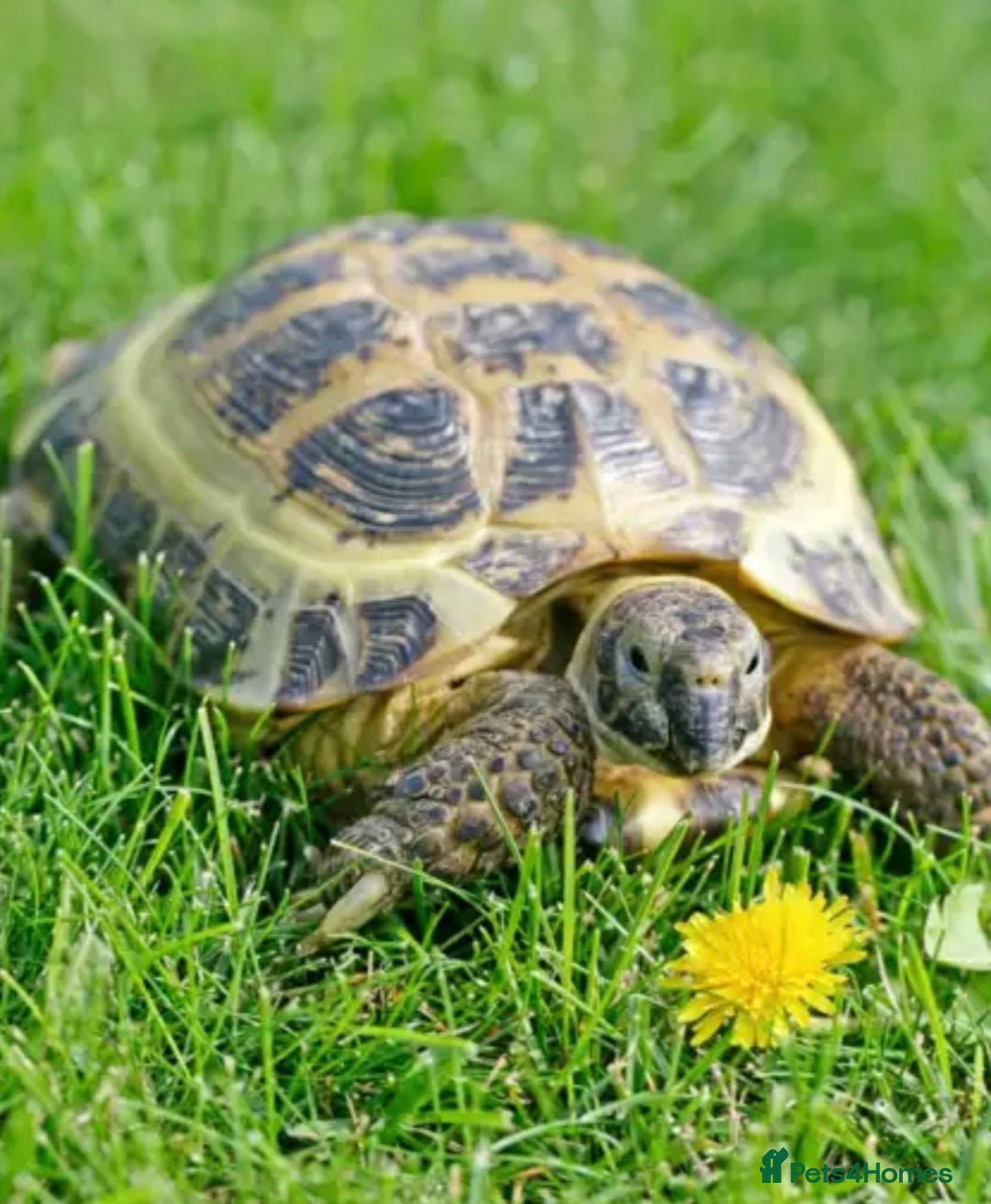 Tortoise reptiles for sale: GORGEOUS PROVEN MALE HORSEFIELD  - Image 2