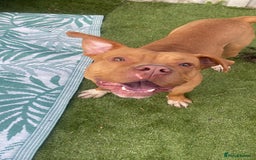 American Bully dogs for sale: American Bully Male - Image 1