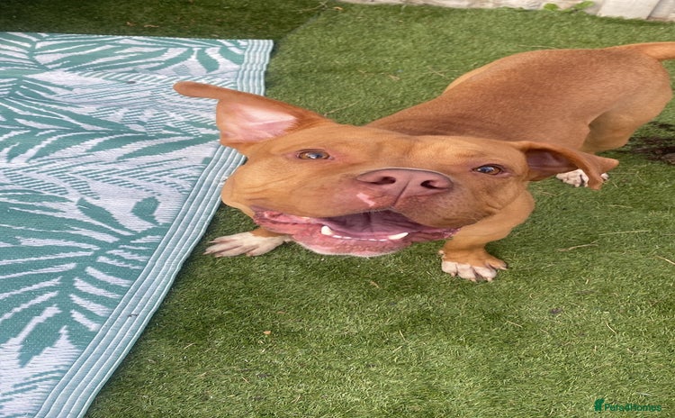 American Bully dogs - Advert 3