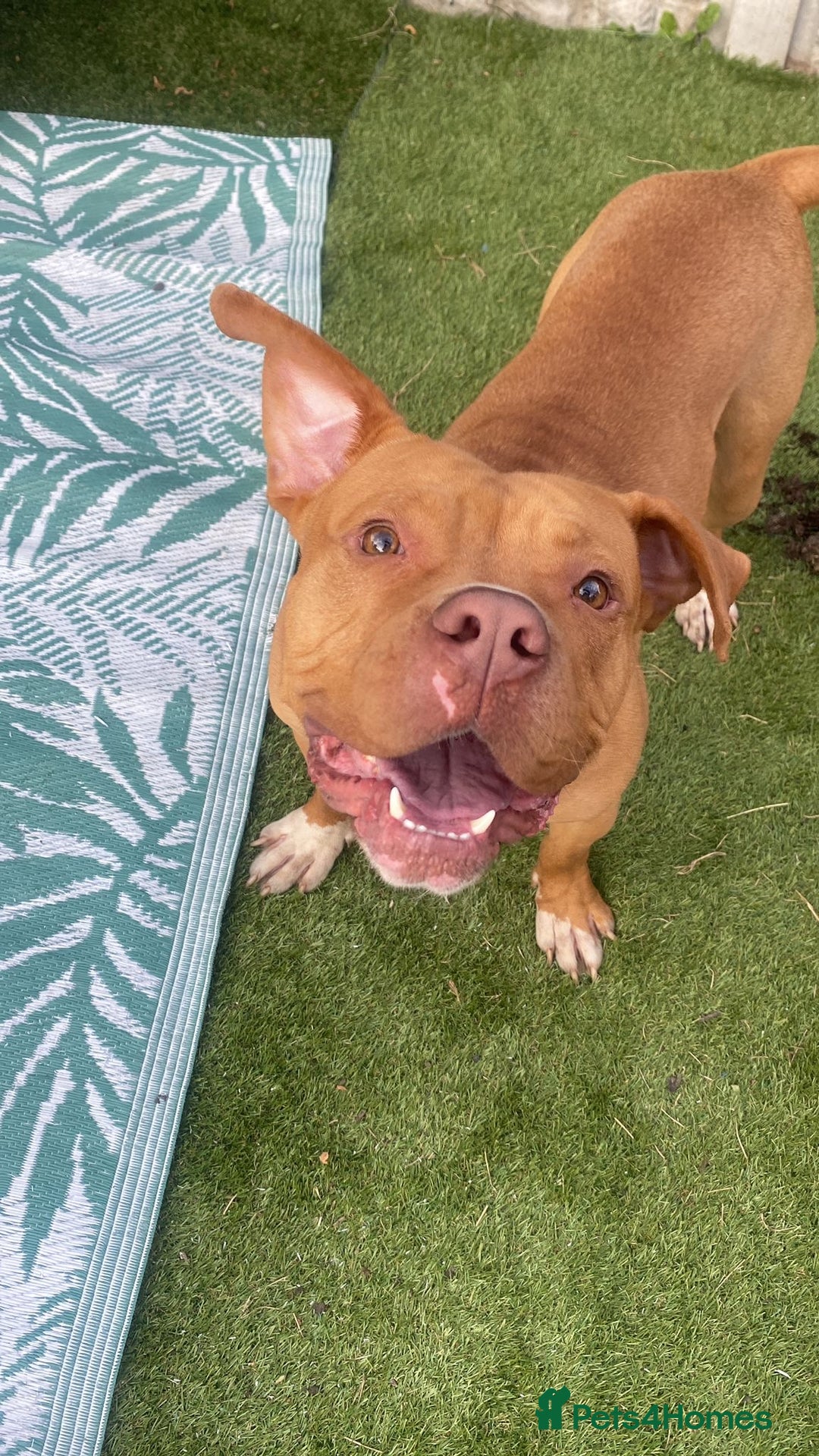American Bully dogs for sale: American Bully Male - Image 1