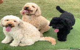 Mixed Breed dogs for sale: Cockapoo/Labradoodle Pups DUE Sept2025 - Image 4