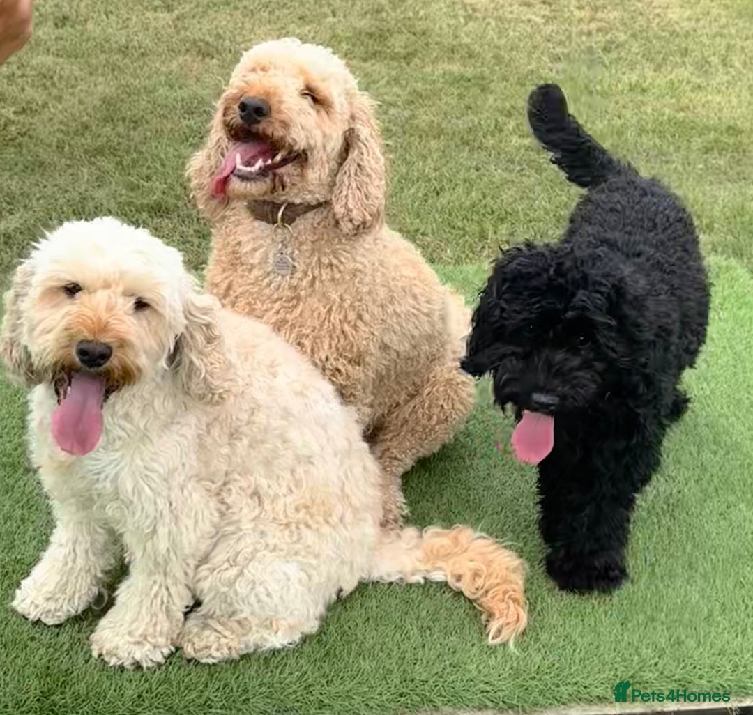 Mixed Breed dogs for sale: Cockapoo/Labradoodle Pups DUE Sept2025 - Image 4