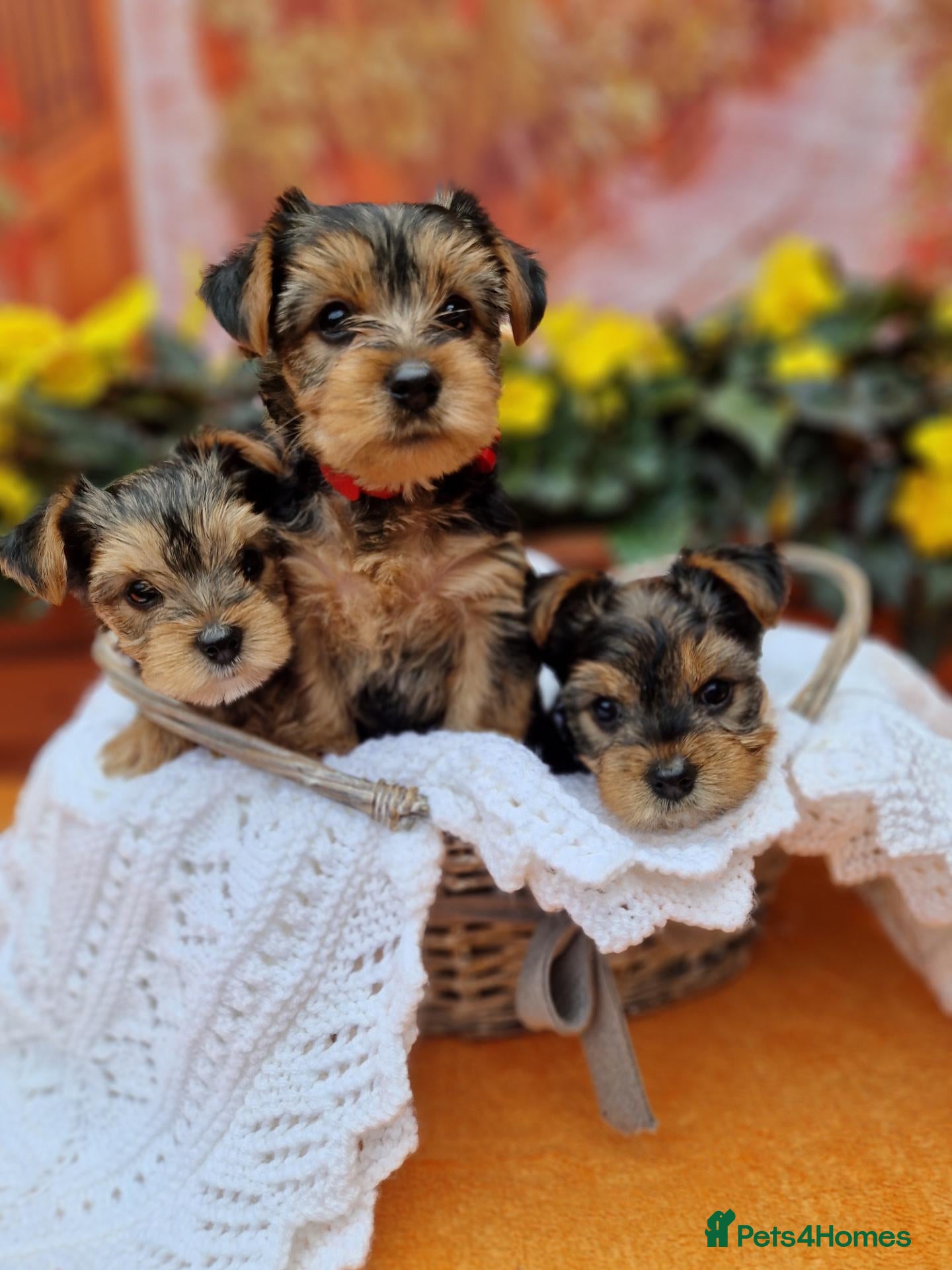 Yorkshire Terrier dogs Yorkshire Puppies for Sale - Advert 1