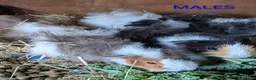 Guinea Pig rodents for sale: Beautiful Baby Guinea Pigs - Males  - Advert 15