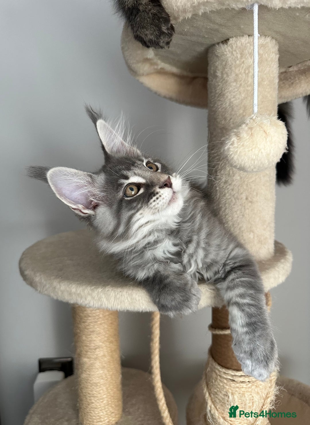 Maine Coon cats for sale: Gorgeous Pure Breed Maine Coon Kittens - Image 24